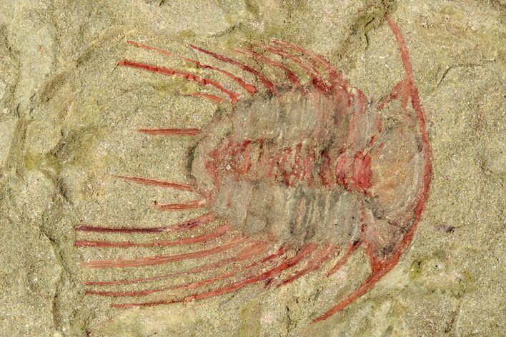 Selenopeltis Trilobite With Red Spines - Includes Pos/Neg #270545